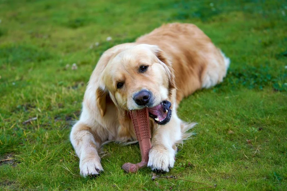 Natural Farm Bully Sticks Reviewed: Top Picks by Size