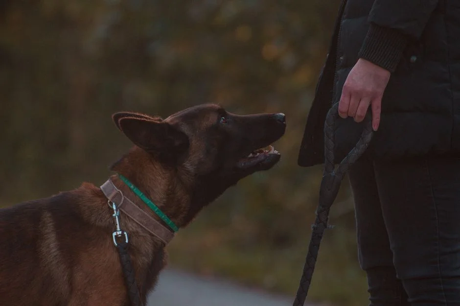 6 Best Martingale Collars for Dogs: Top Picks Reviewed