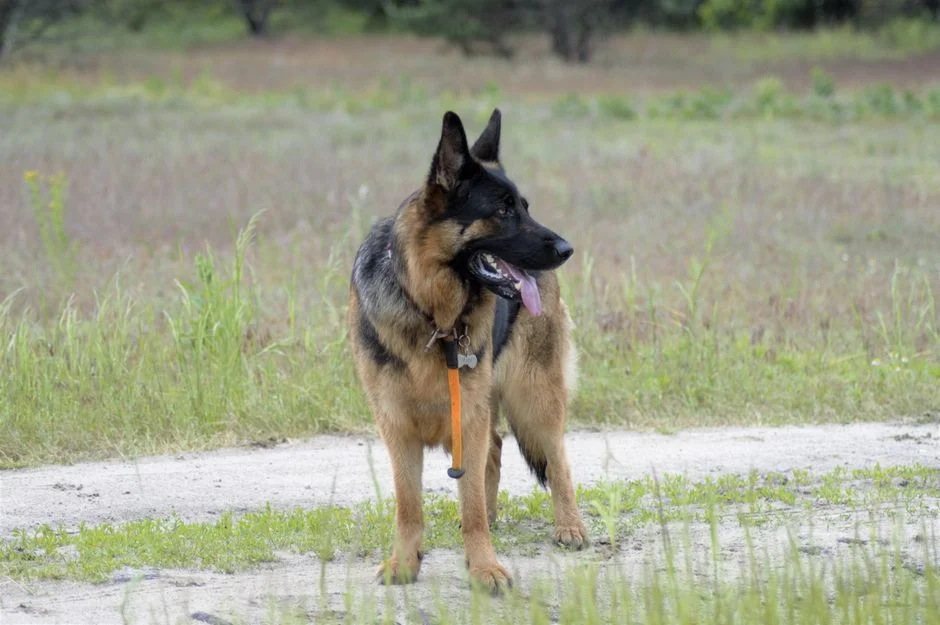 E Collar Martingale Combo: Top Picks for Field Handlers