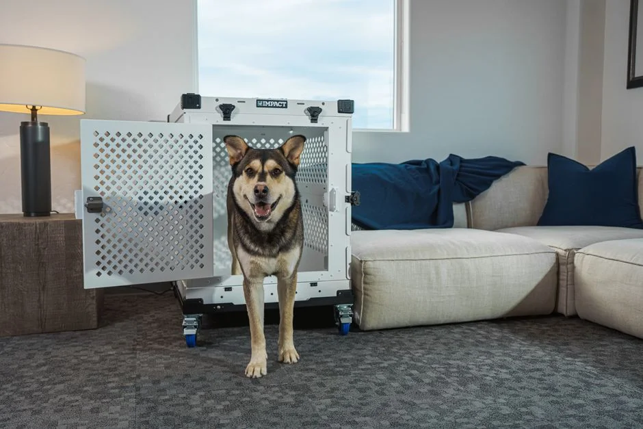 6 Car Dog Seats Tested for Small and Medium Dogs
