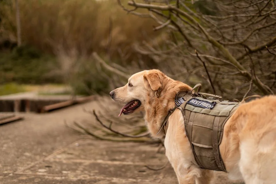 6 Winter Boots for Dogs Reviewed: Protection for Working Dogs