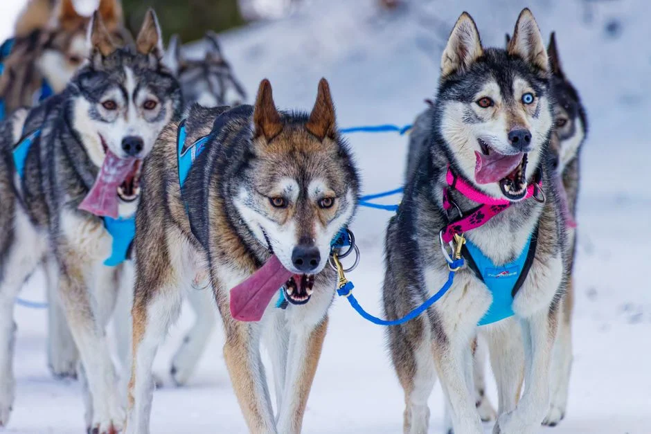 6 Dog Agility Equipment Sets for Backyard Training