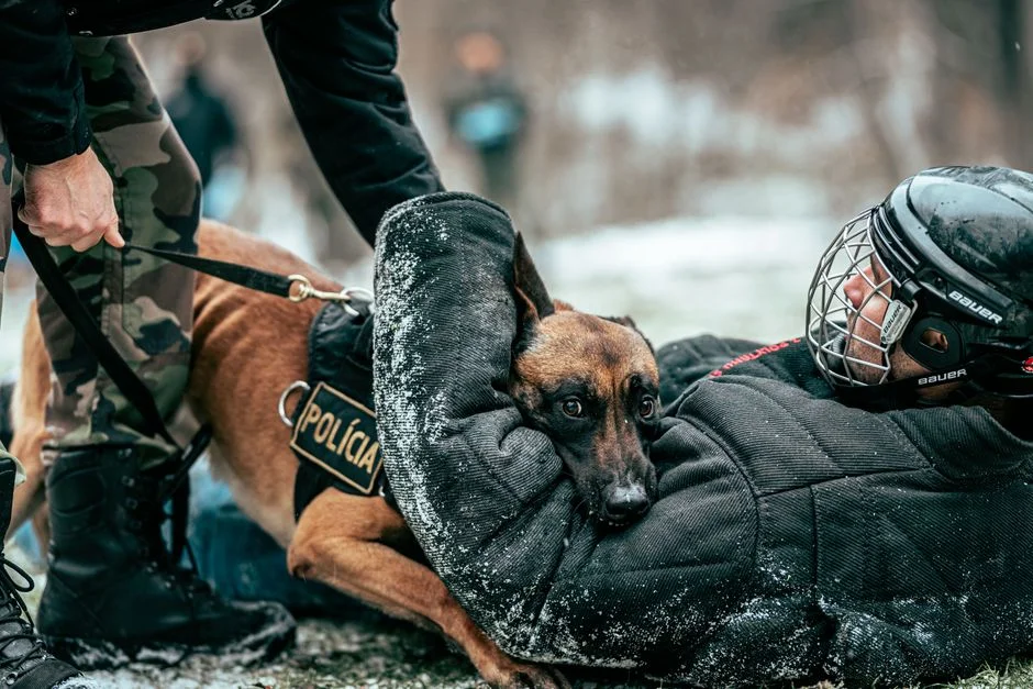 Best Training Collars for Stubborn Dogs: 6 Top Picks