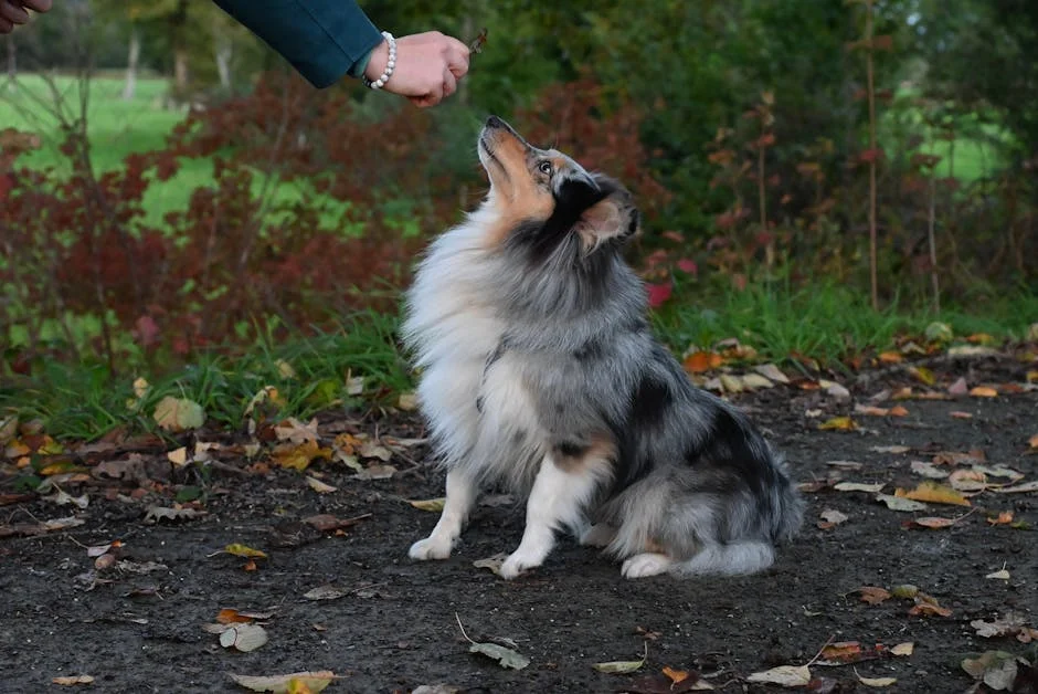 Dog Training Treats Reviewed: 6 Top Picks for Handlers