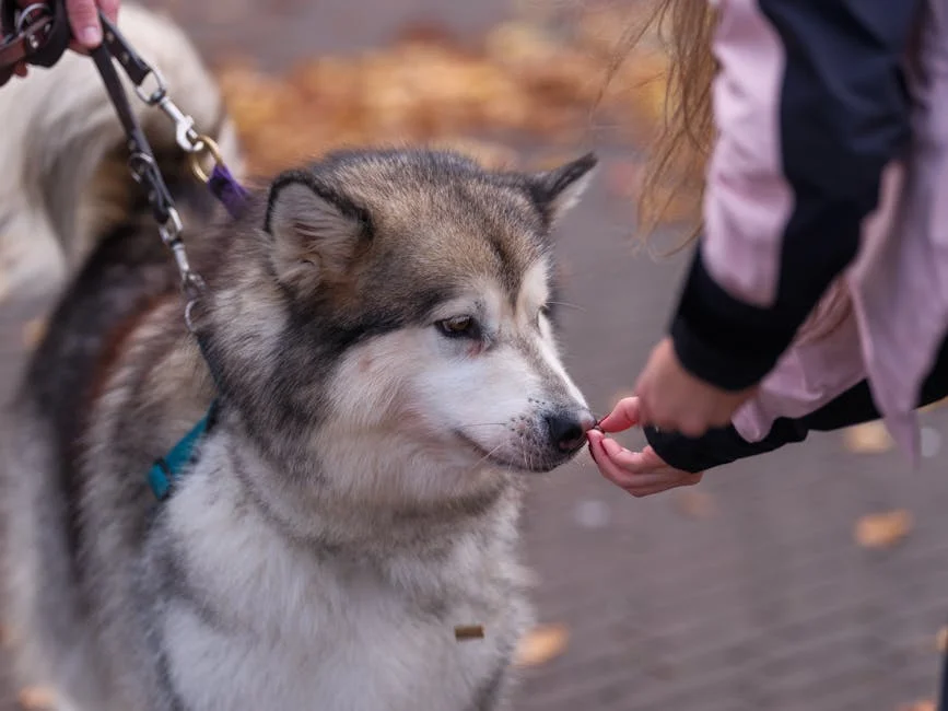 Dog Training Treat Pouch Roundup: Top Picks Tested