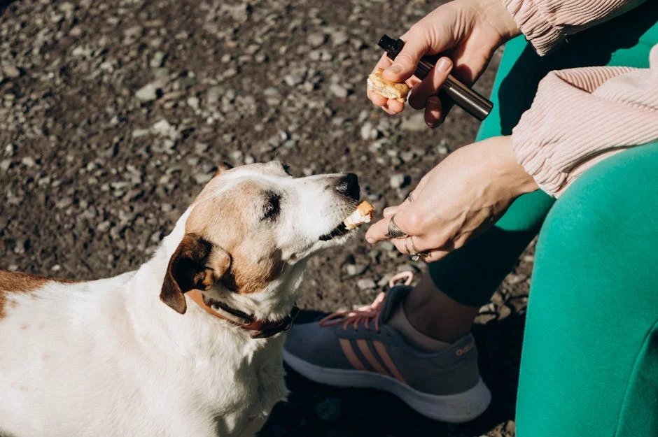 Best Dog Training Pouches for Treats: 6 Top Picks