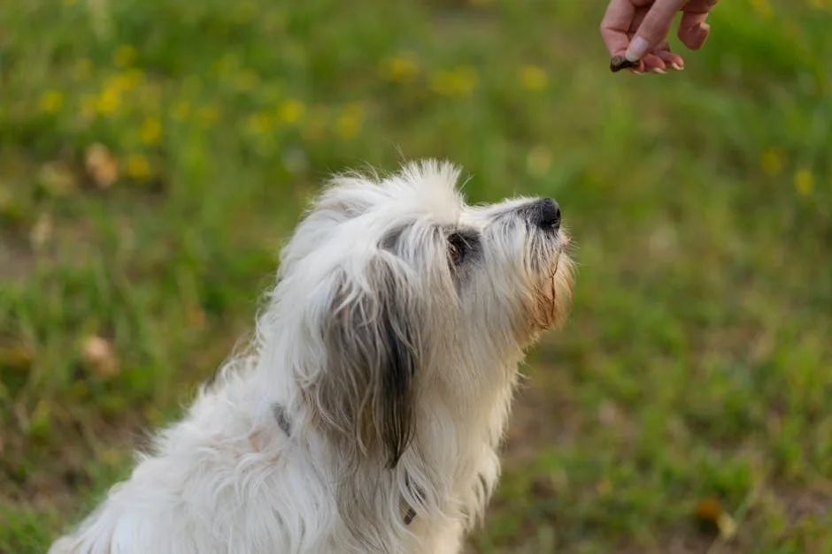 Blue Buffalo Blue Bits Chicken Training Treats: Top Picks Reviewed